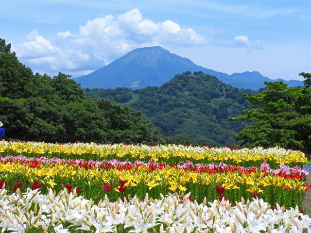 百合と大山 花回廊