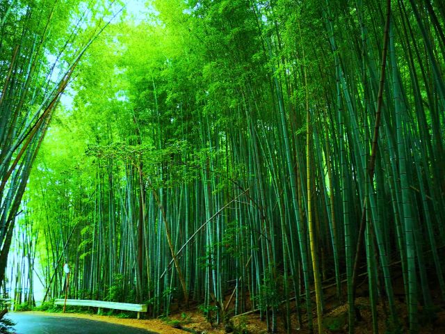 初夏の竹林