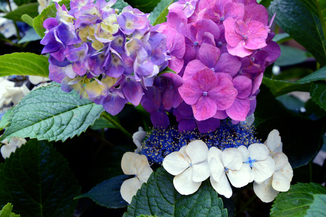 今年の紫陽花・3