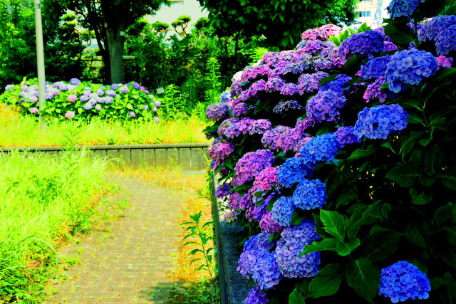 今年の紫陽花・9