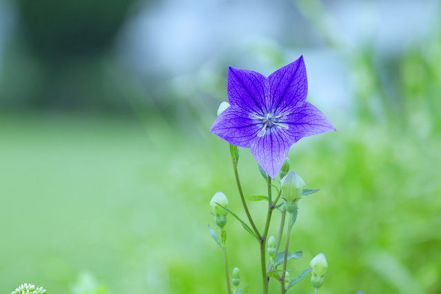 散歩道の花 1906-23-1