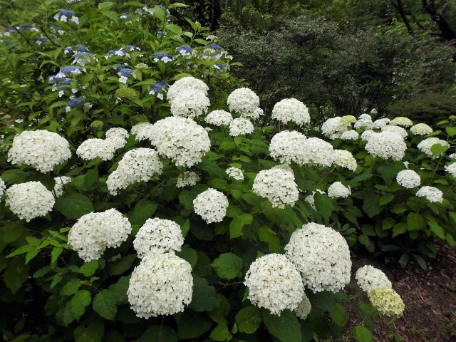 紫陽花の小径