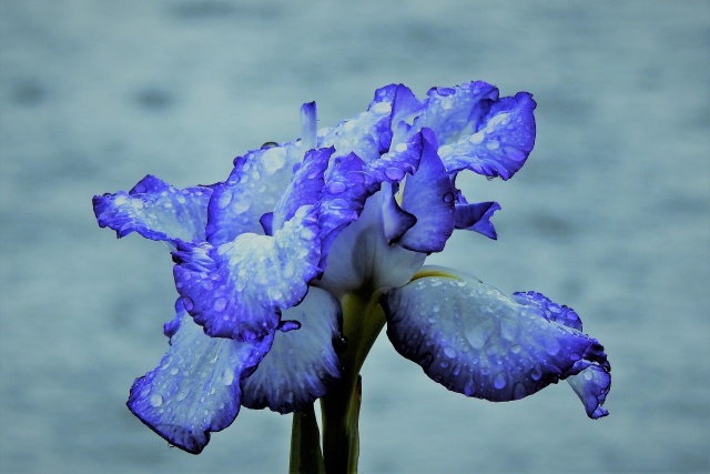 ずぶ濡れの花菖蒲