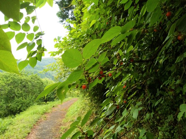 野いちごの山道