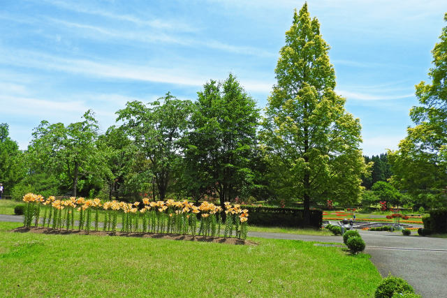 初夏の公園 ユリの花壇