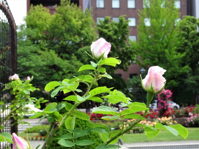 名前不明ですが薔薇に間違い無し