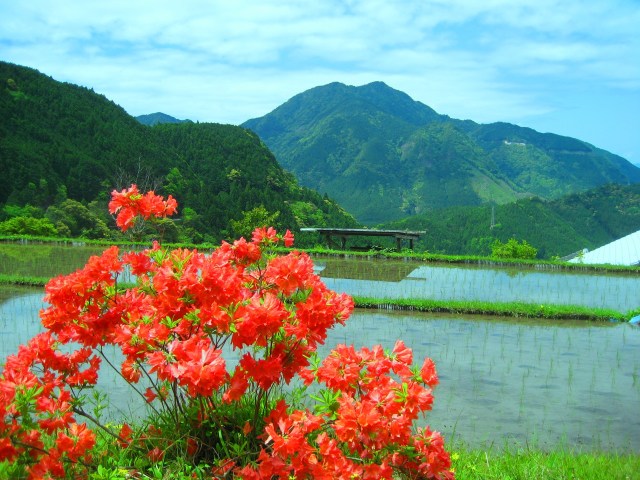 新緑の丸山千枚田