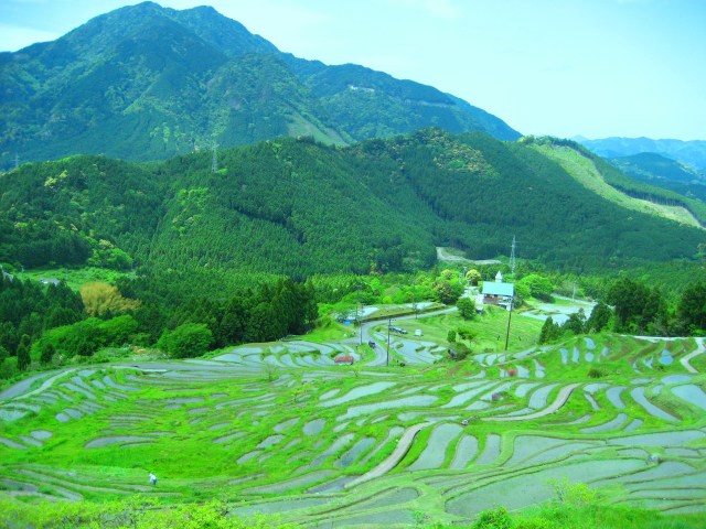 新緑の丸山千枚田