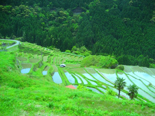 新緑の丸山千枚田