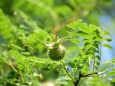 山椒薔薇の実