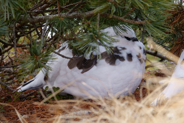 ゲーロの雄雷鳥3