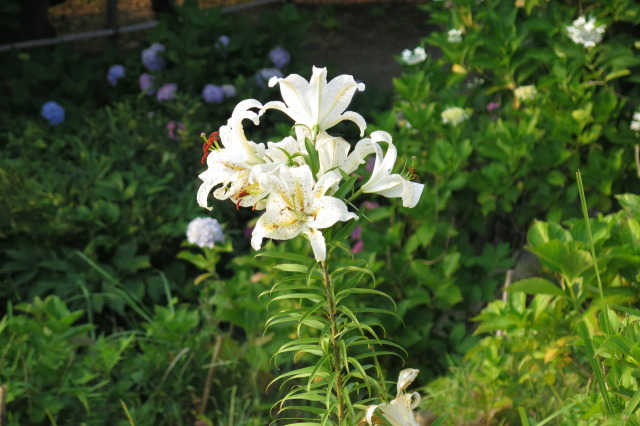 散歩道の花 1906-29-1