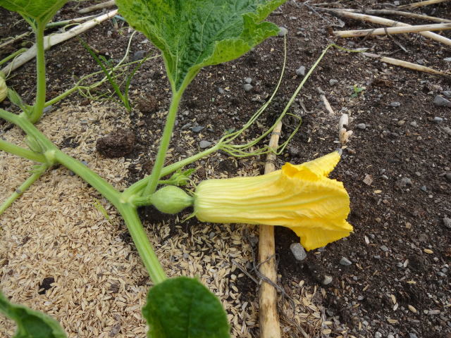 カボチャの花