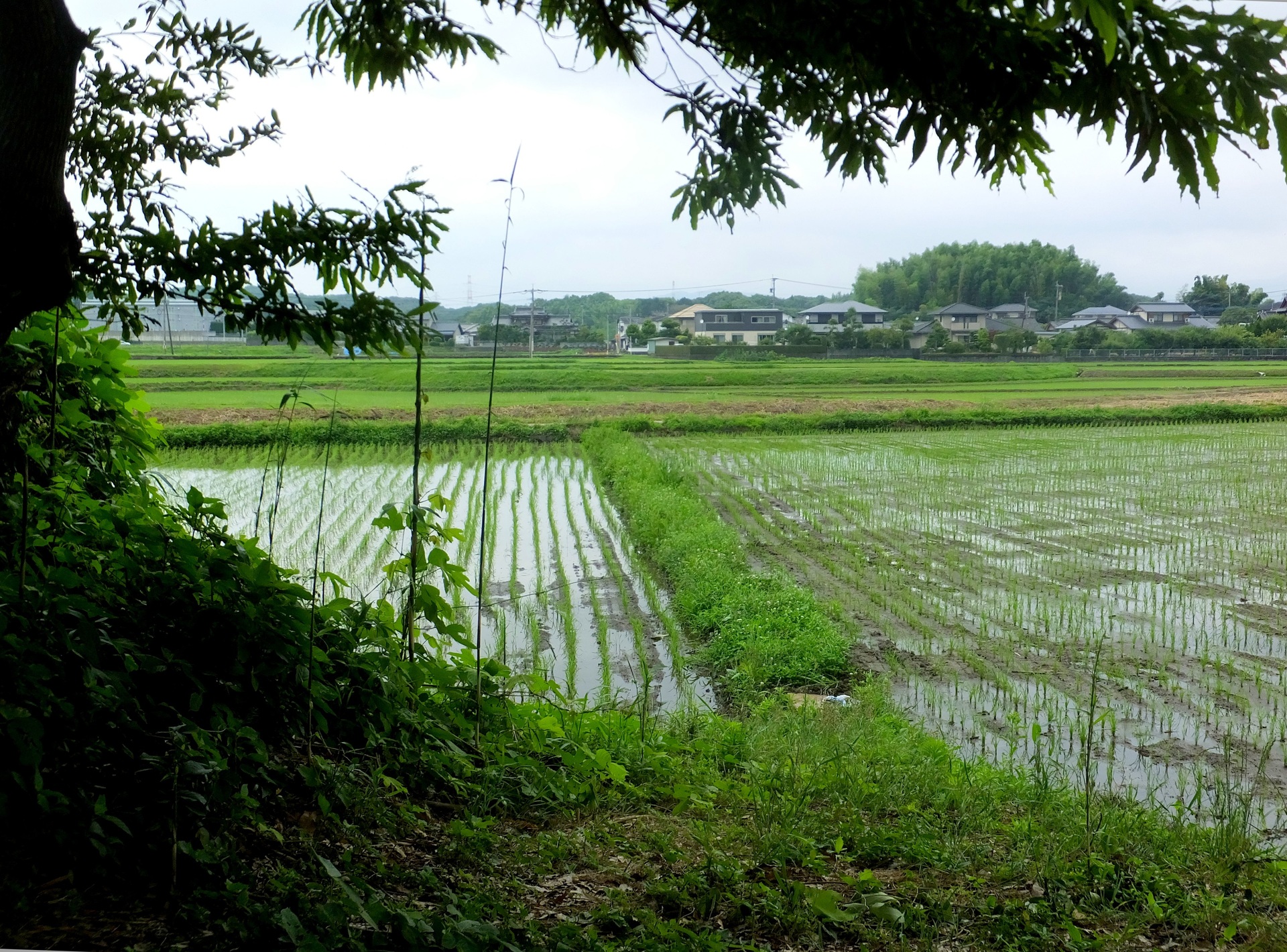 日本の風景 梅雨の季節 壁紙19x14 壁紙館