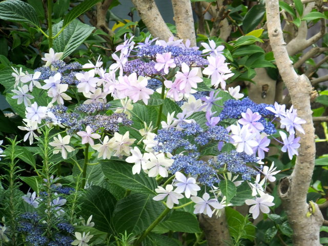 庭先の紫陽花