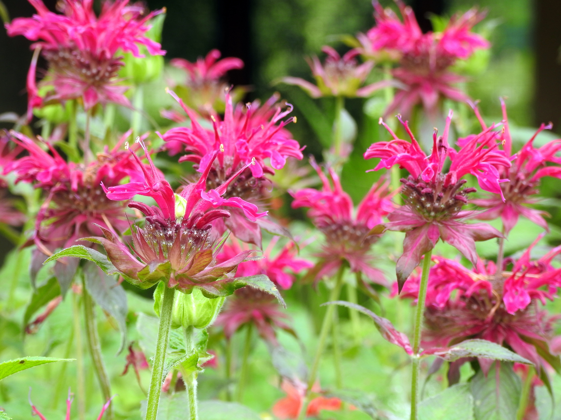 花 植物 タイマツバナ ベルガモット 壁紙19x1440 壁紙館