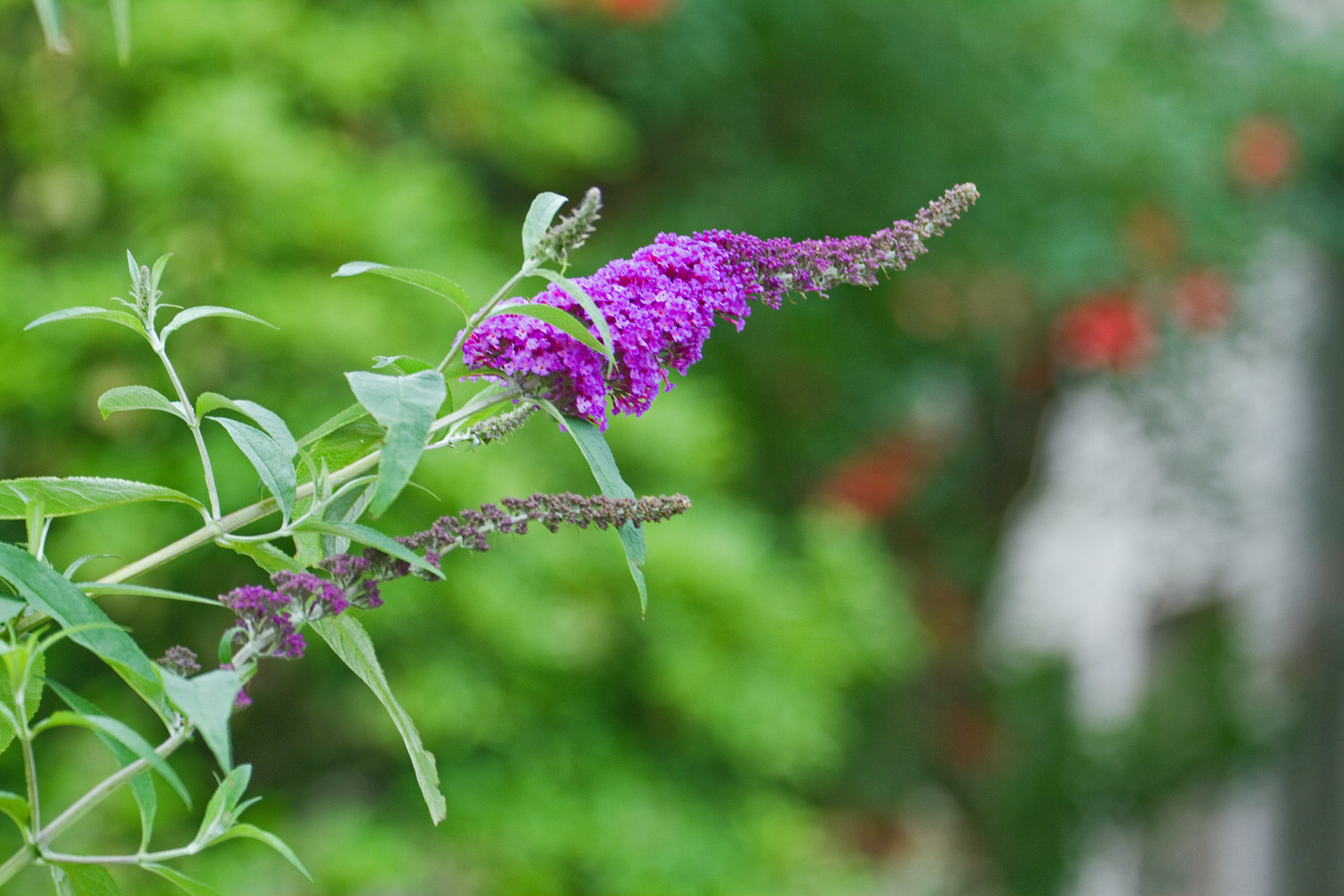 花 植物 ブッドレア 壁紙19x1280 壁紙館