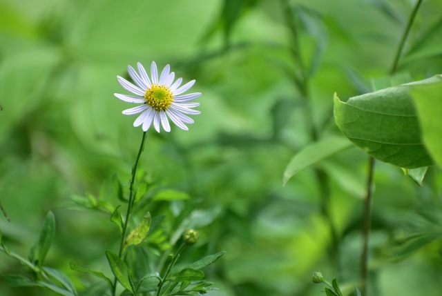 野菊