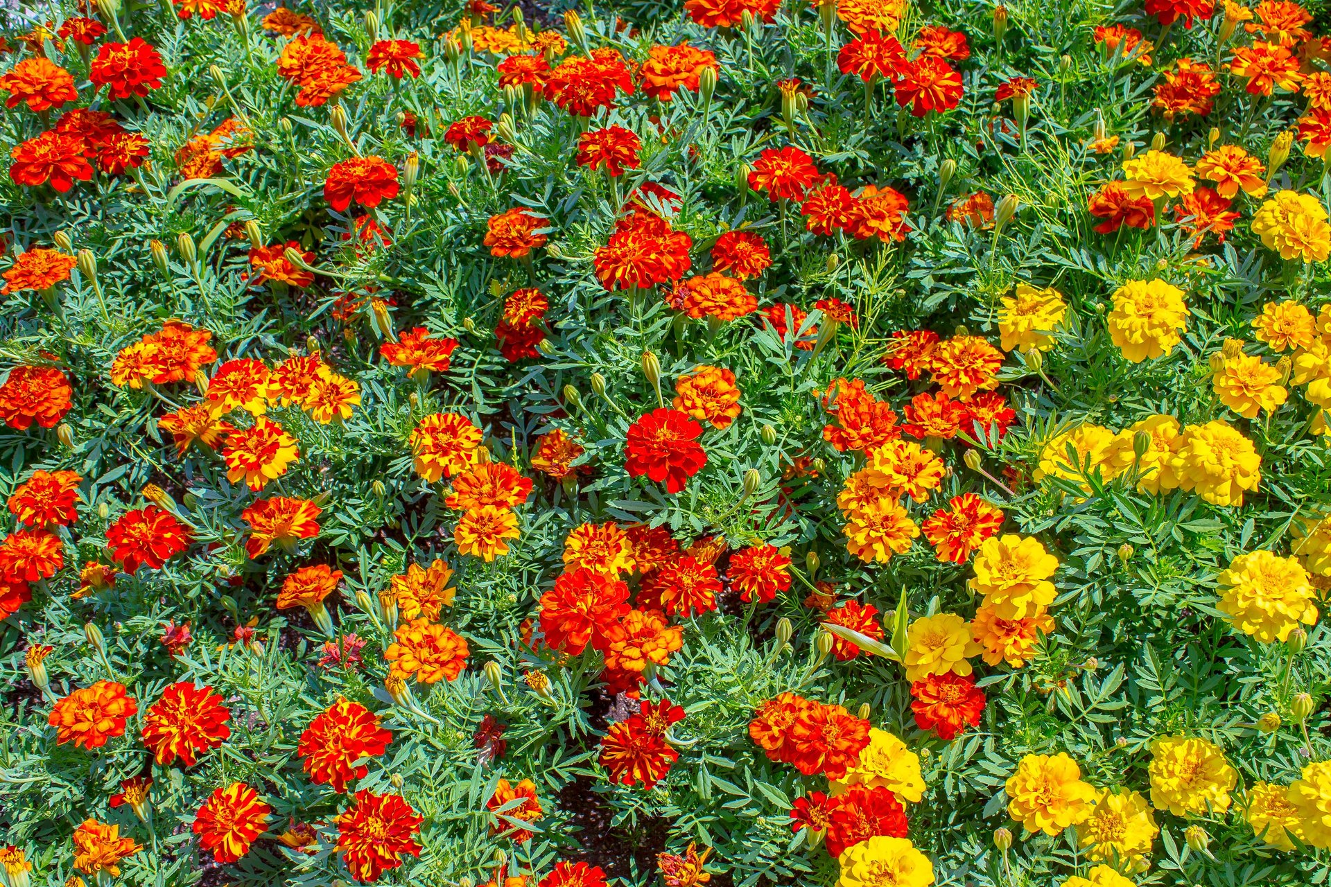 花 植物 マリーゴールド 壁紙19x1280 壁紙館