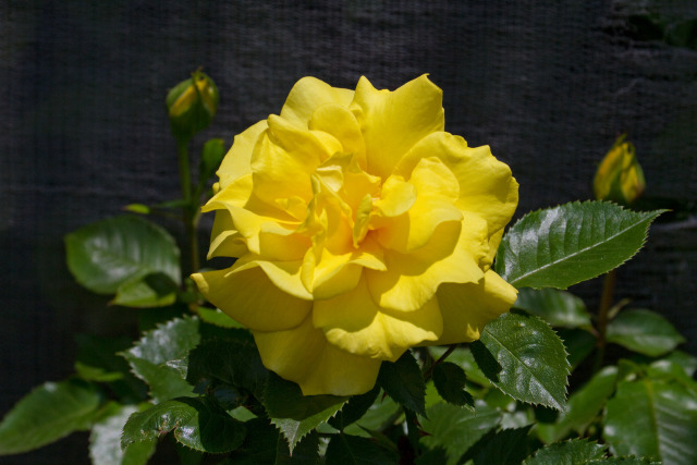 花 植物 イエローピノキオ 壁紙館