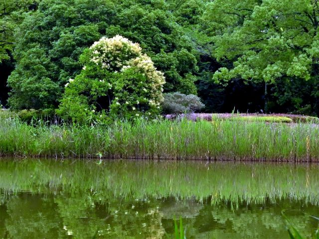 水鳥の池のリフレクション