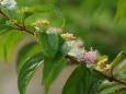 コムラサキの花