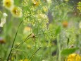 雨上がりの花壇