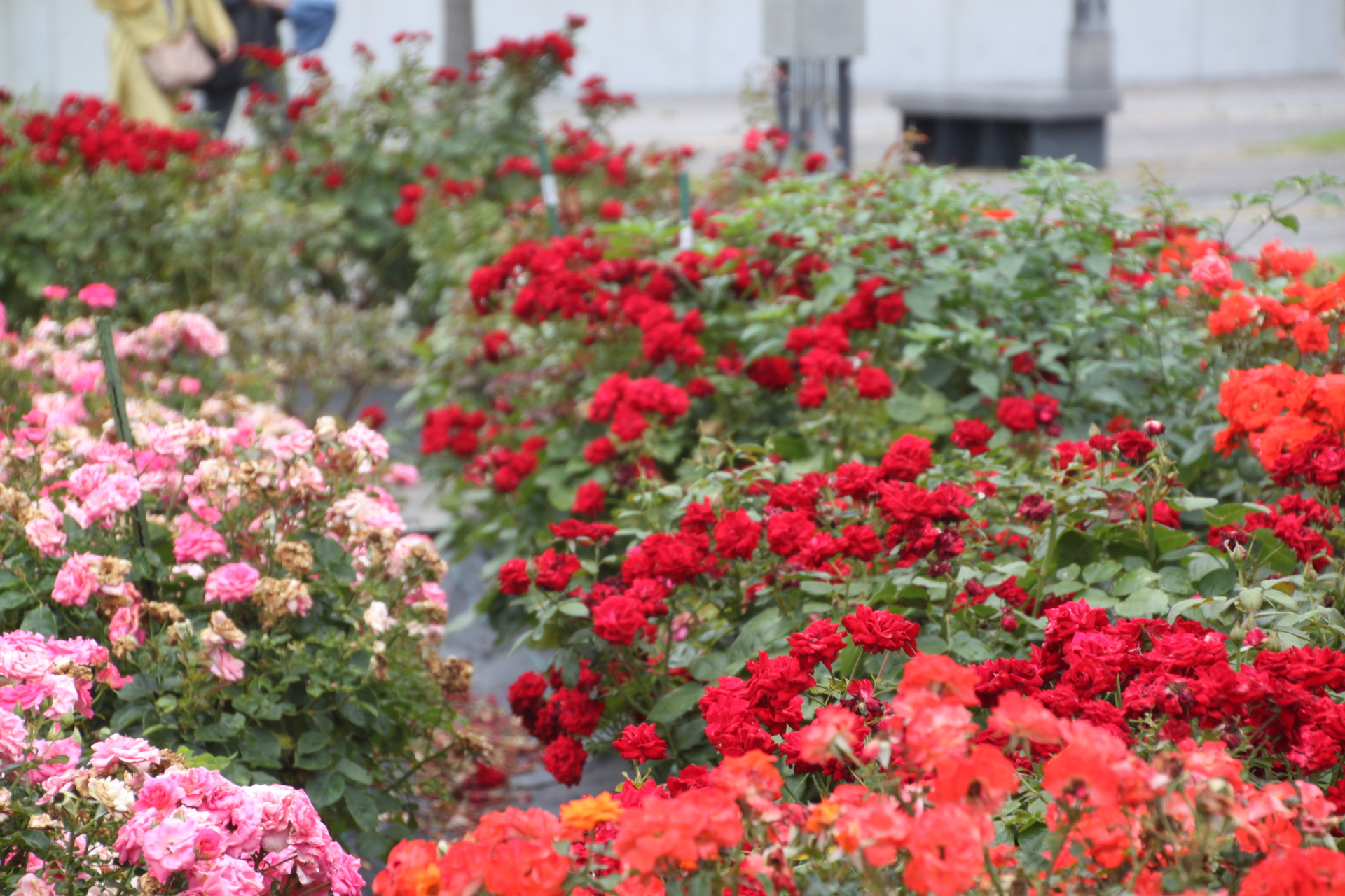 花 植物 バラの花畑 壁紙19x1280 壁紙館