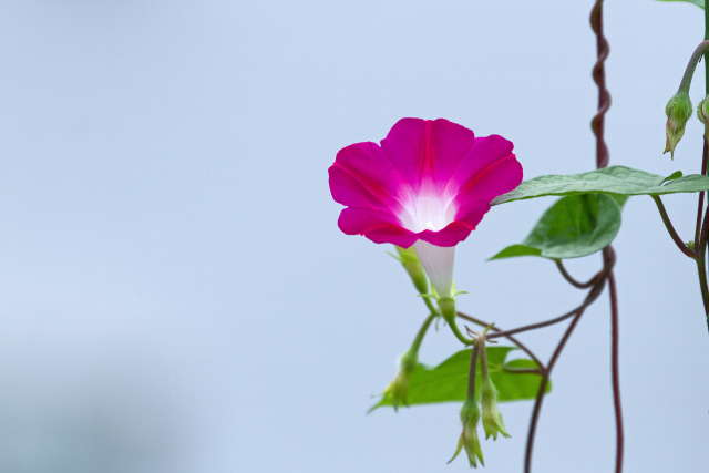 散歩道の花 1907-16-1