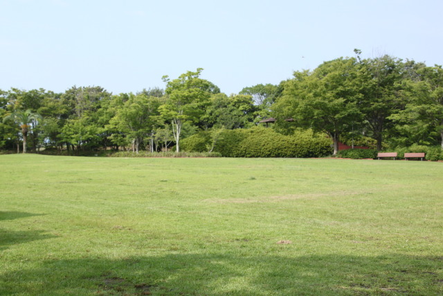 青々とした公園