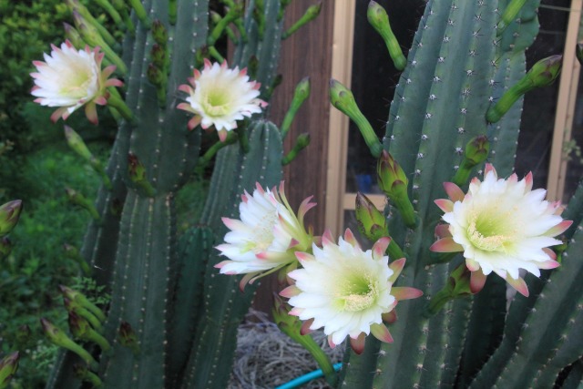 早朝に咲くサボテンの花