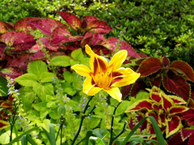 花壇に咲いている花