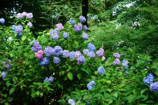 紫陽花咲く季節