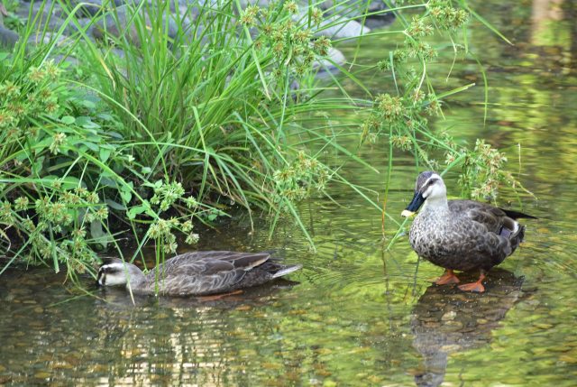 メリケンガヤツリとカルガモ