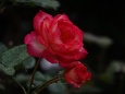 薔薇:アキレス