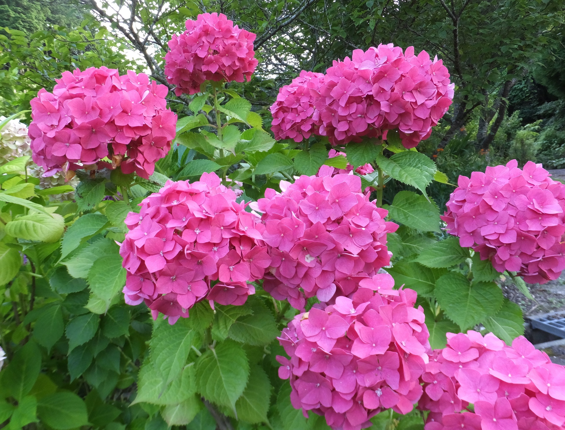 花 植物 里山に咲いていた紫陽花 壁紙19x1460 壁紙館