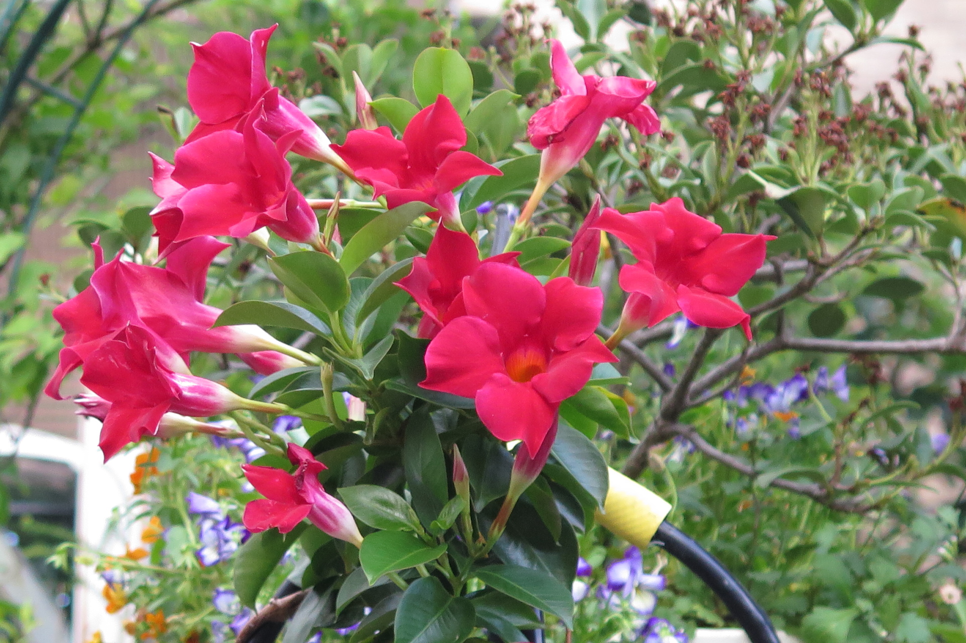 花 植物 サンパラソル 壁紙19x1279 壁紙館