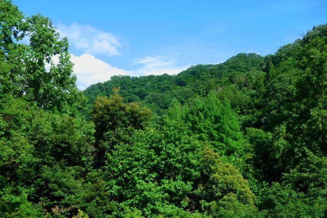 夏、八幡山の深みゆく木々