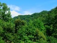 夏、八幡山の深みゆく木々