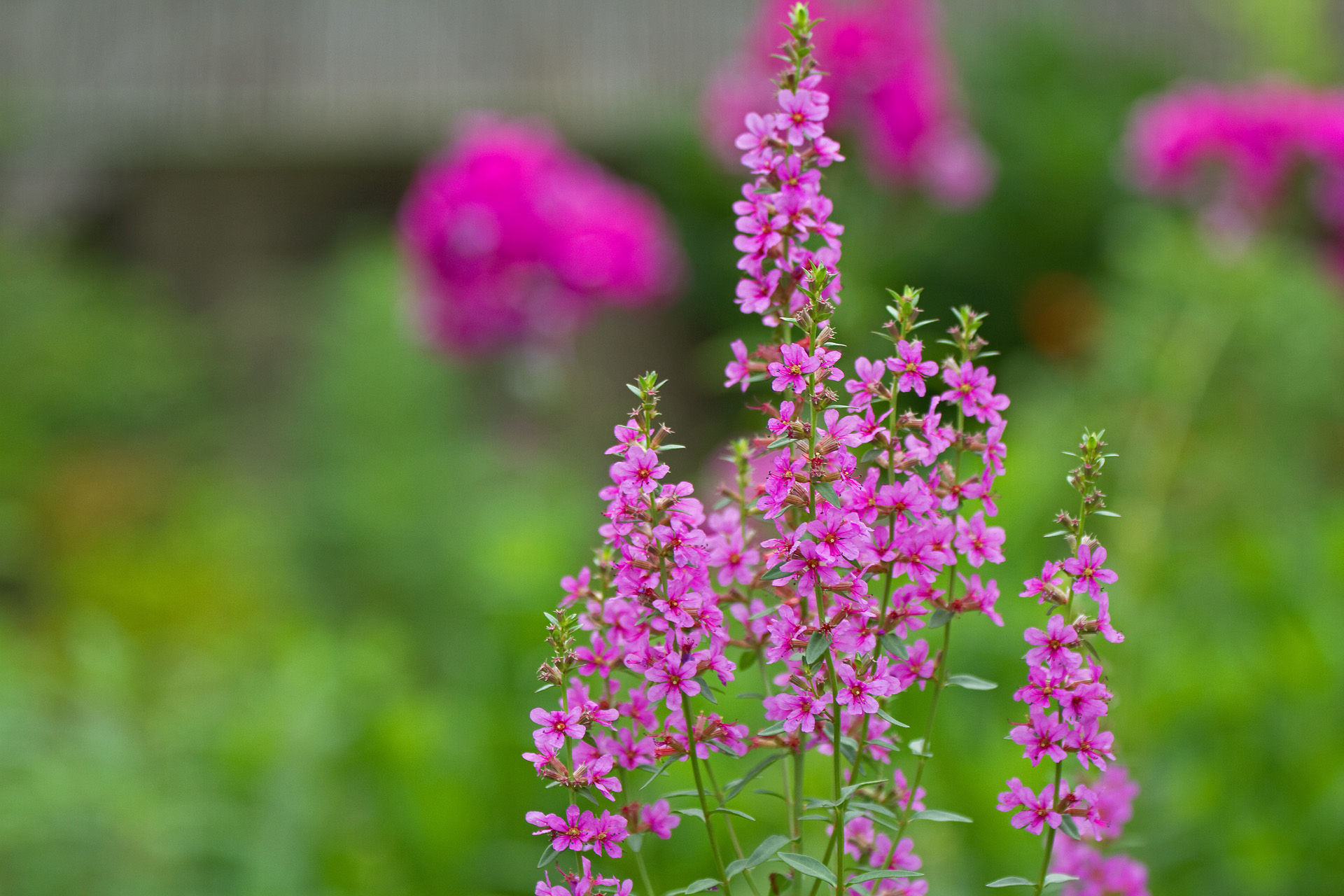 花 植物 ミソハギ 壁紙19x1280 壁紙館