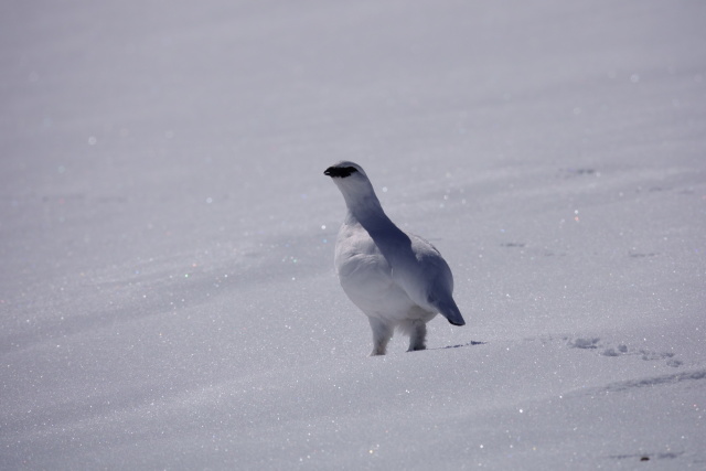 立山の白雷鳥4