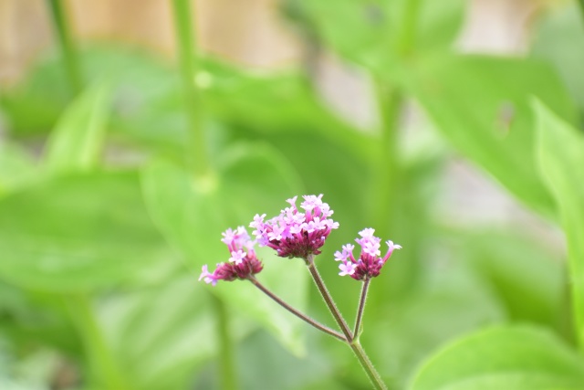 小さな花 ヤナギハナガサ