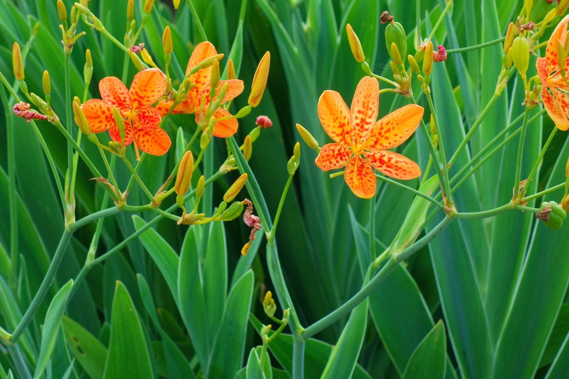 花 植物 檜扇 壁紙19x1280 壁紙館