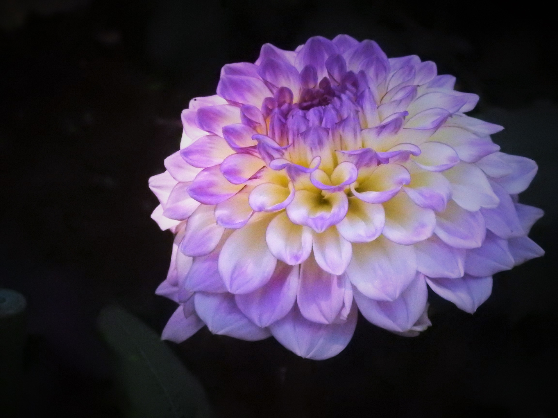 花 植物 ダリア 片想い 壁紙19x1440 壁紙館