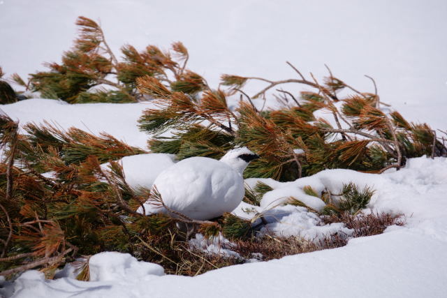 立山の白雷鳥7