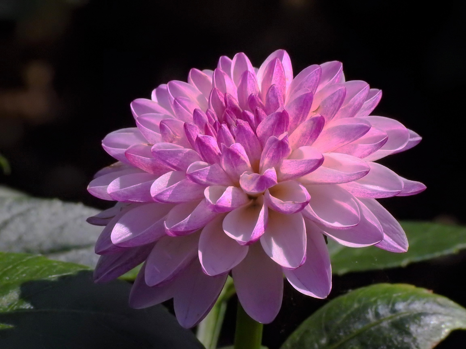 花 植物 ダリア マーガレット 壁紙19x1440 壁紙館