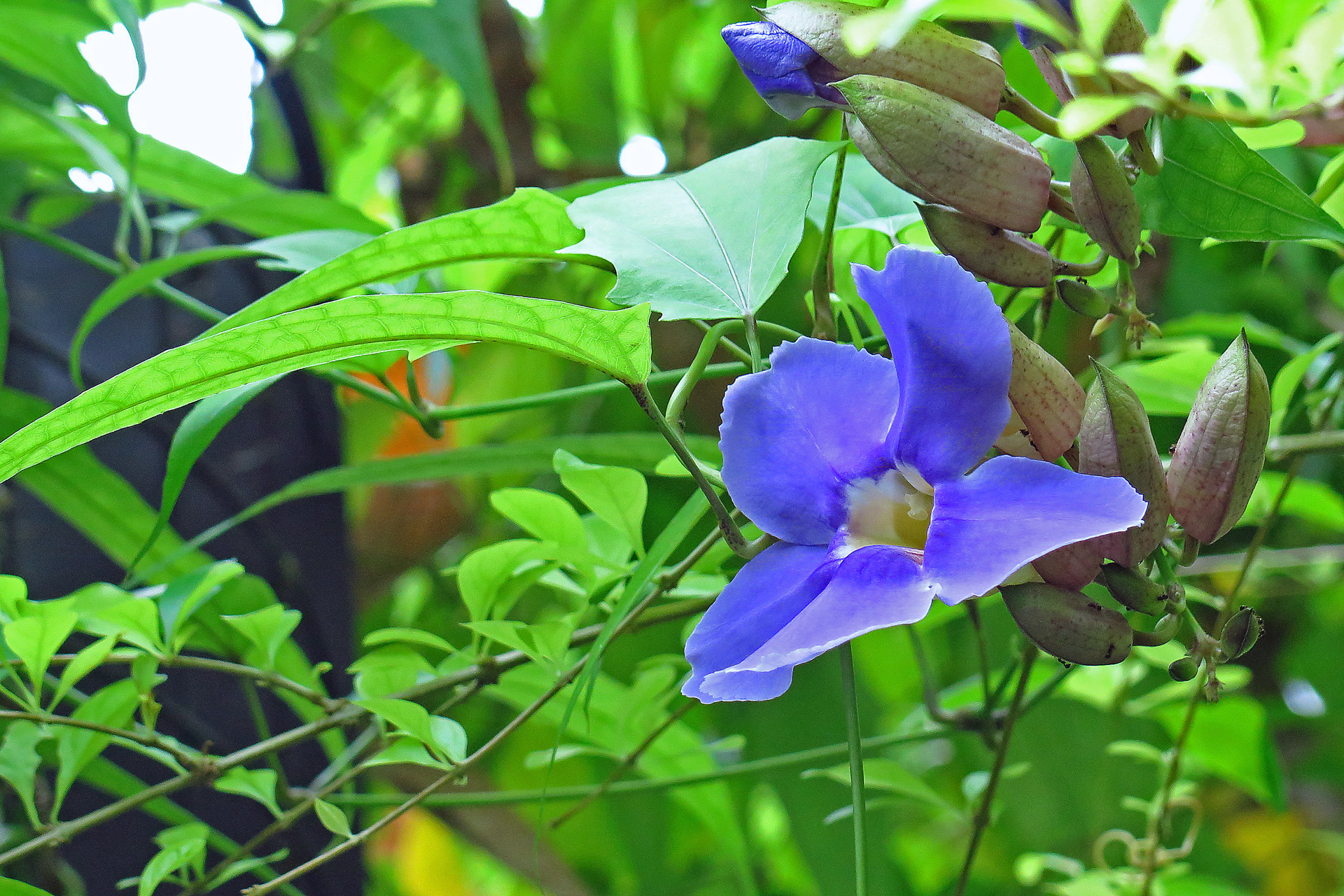 花 植物 ツンベルキア エレクタ 壁紙19x1280 壁紙館