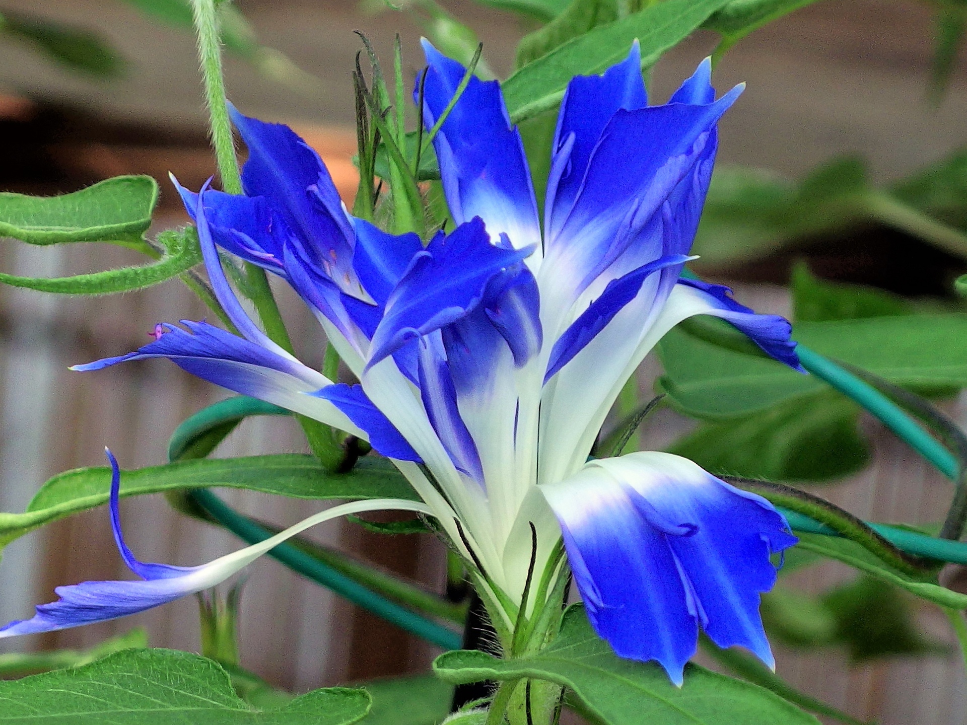 花 植物 変化朝顔 壁紙19x1440 壁紙館