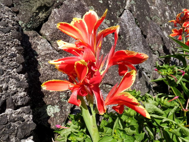 夏の日射しに咲く花