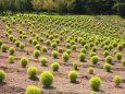 植えられたコキア